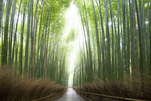 京都駅から嵐山へおすすめのアクセス方法を紹介 バス 電車 タクシー