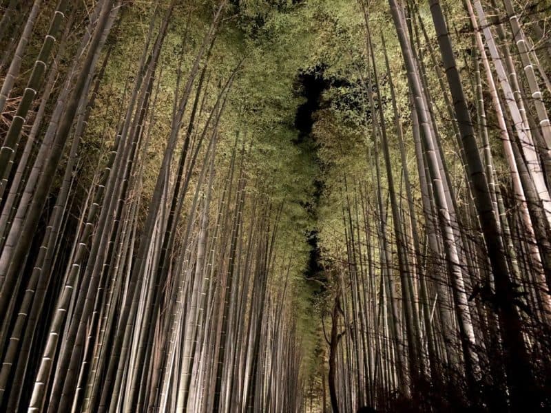 嵐山の竹林２