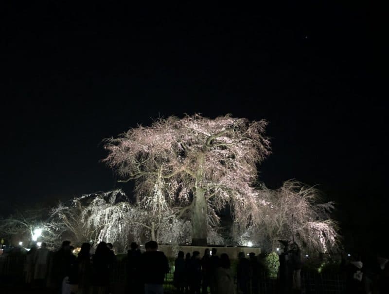 祇園 桜のおすすめスポットまとめ
