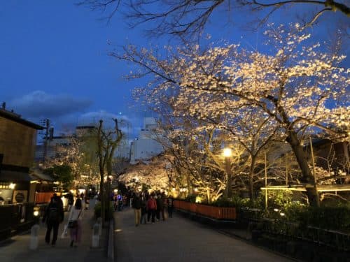 祇園白川の桜ライトアップ