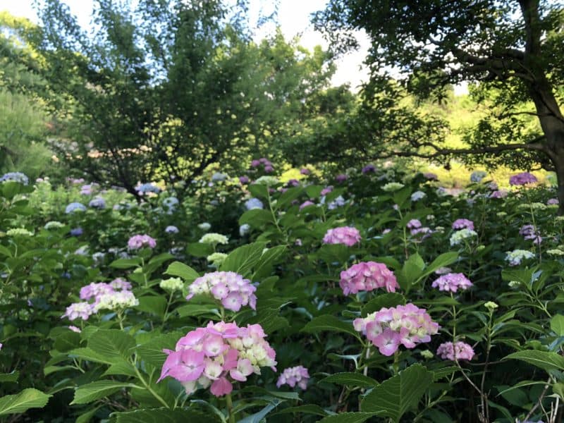 京都 無料 ただ で紫陽花 アジサイ が鑑賞できる智積院