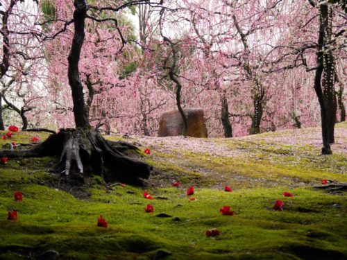 城南宮梅林の満開の梅の花と椿の落花１