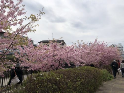 淀水路の満開の桜４