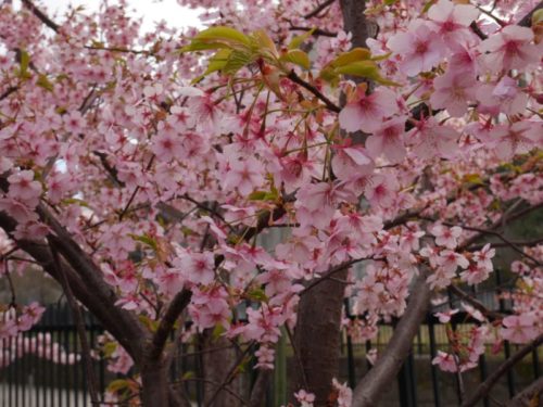 淀水路の満開の桜３