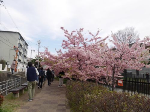 淀水路の満開の桜を歩く５