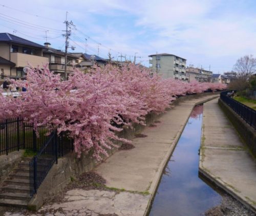 淀水路の満開の桜並木