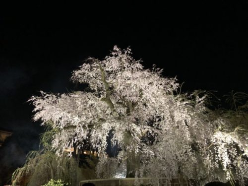 3月 4月の夜間拝観と桜のライトアップ情報 21年最新