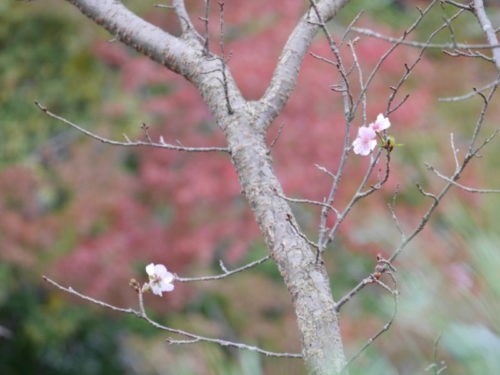 地主神社の桜2020年11月7日秋に撮影
