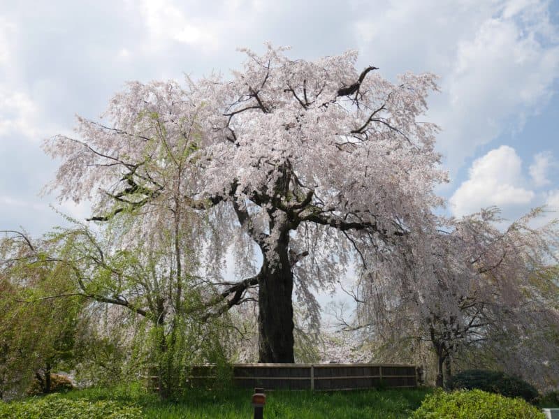 祇園の枝垂れ桜2020