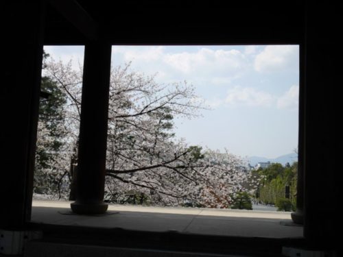 三門から見る桜