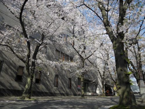 最高の祇園白川の満開の桜