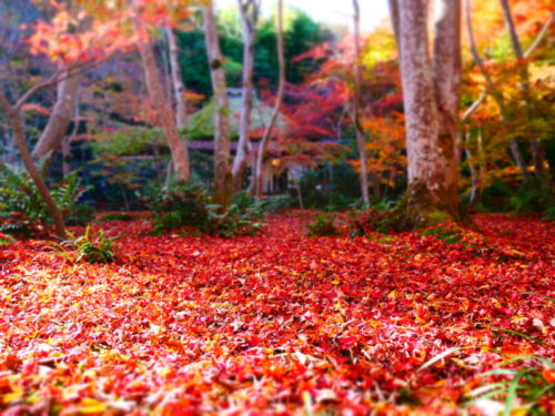 嵐山 祇王寺は隠れた紅葉と苔の名所 最新の写真と動画付き